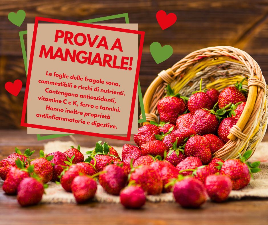 Fragole: Guida Completa ai Benefici e al Segreto delle Foglie Commestibili